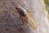 Dryomyza flaveola